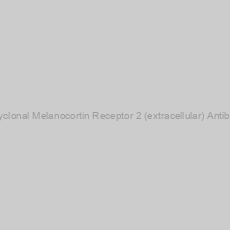 Image of Polyclonal Melanocortin Receptor 2 (extracellular) Antibody